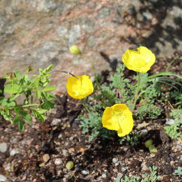 Imagem de Papaver alpinum L.