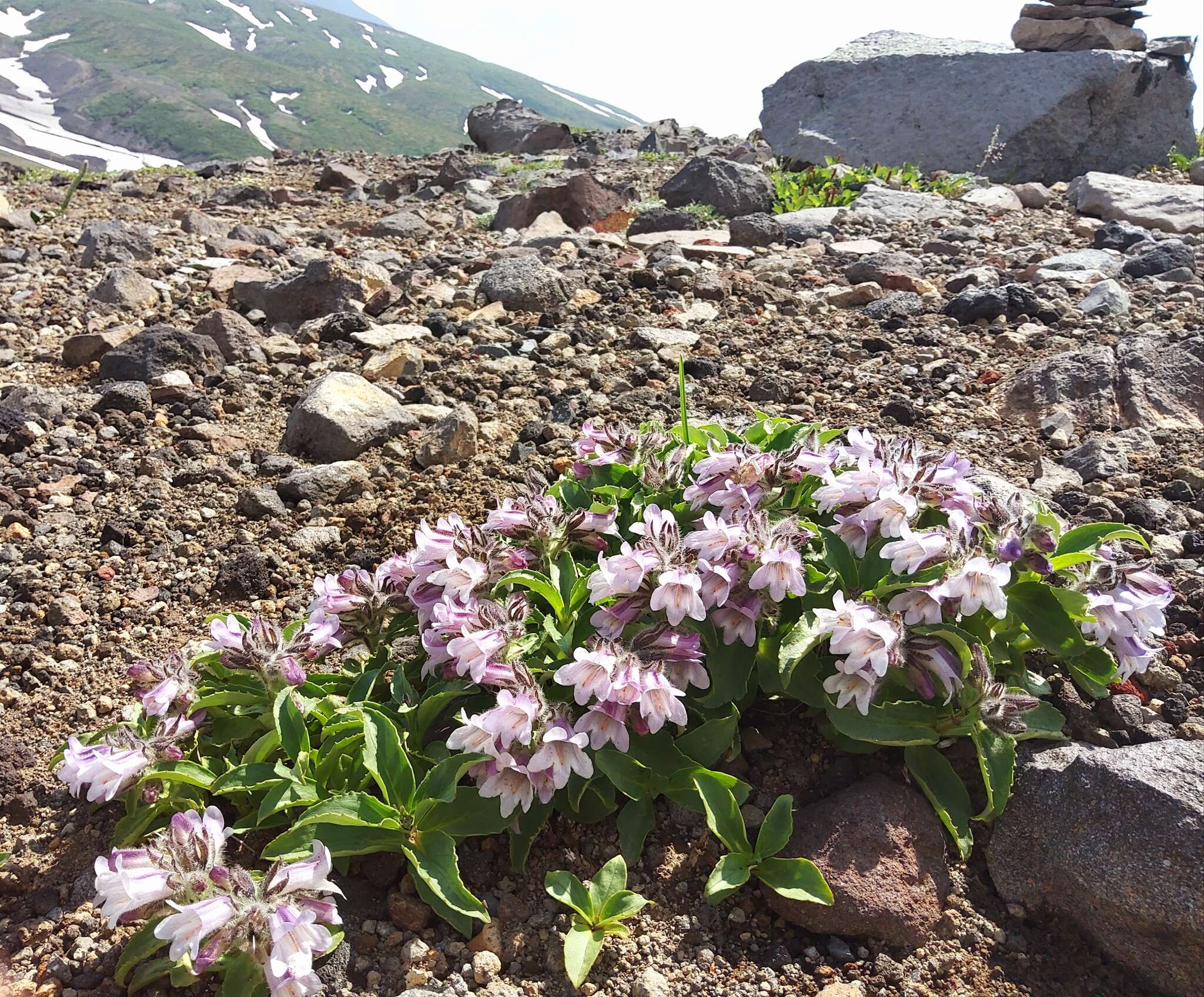 Image of Pennellianthus frutescens (Lamb.) Crosswhite