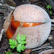 Image of California buckeye