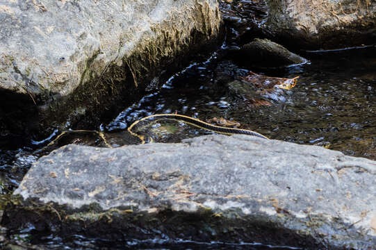 Image of Thamnophis atratus zaxanthus Boundy 1999