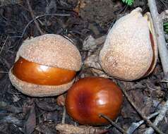 Image of California buckeye