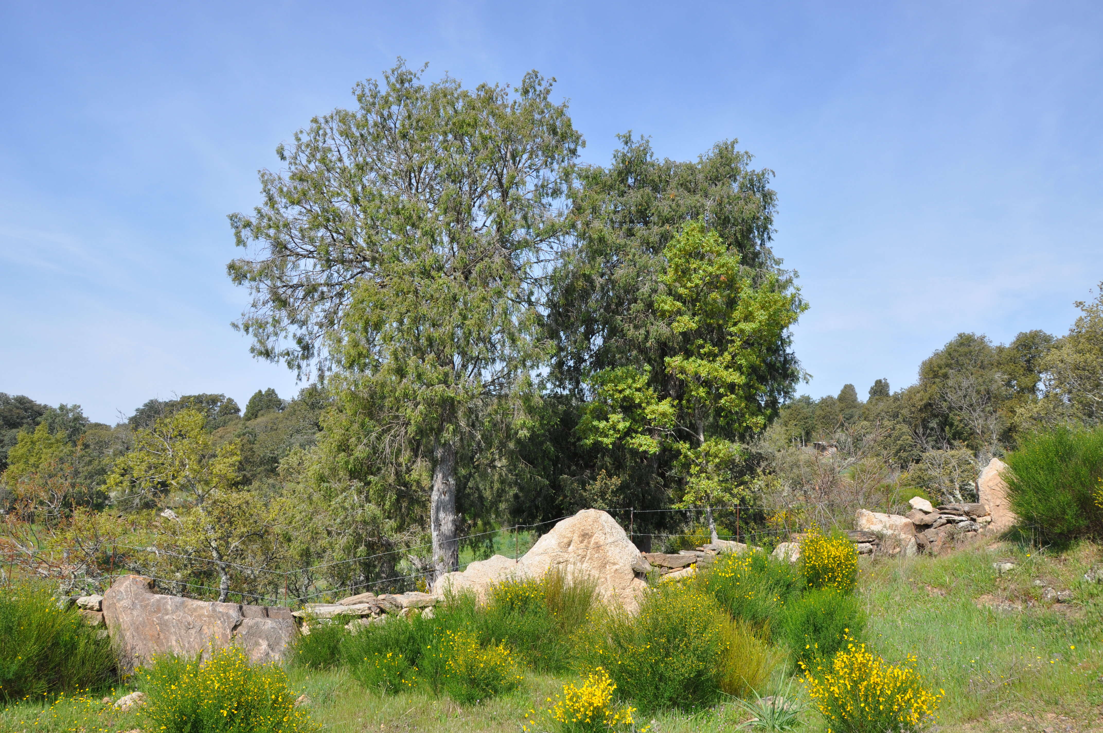 Image of Quercus faginea Lam.