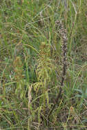 Image of Pedicularis kaufmannii Pinzger