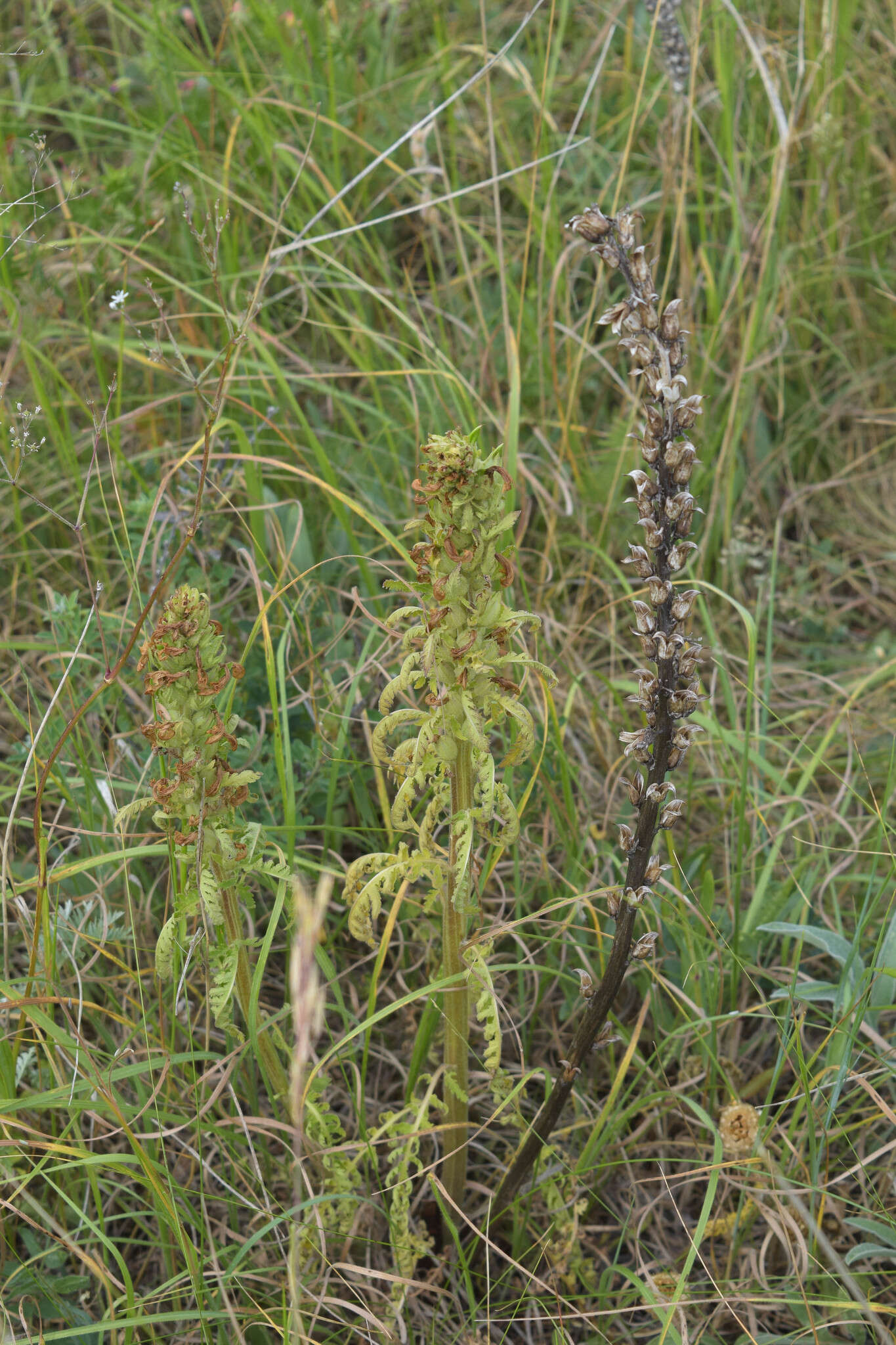 Image of Pedicularis kaufmannii Pinzger