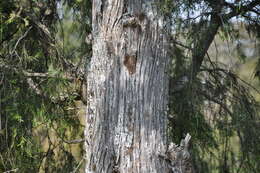 Image of Prickly Juniper