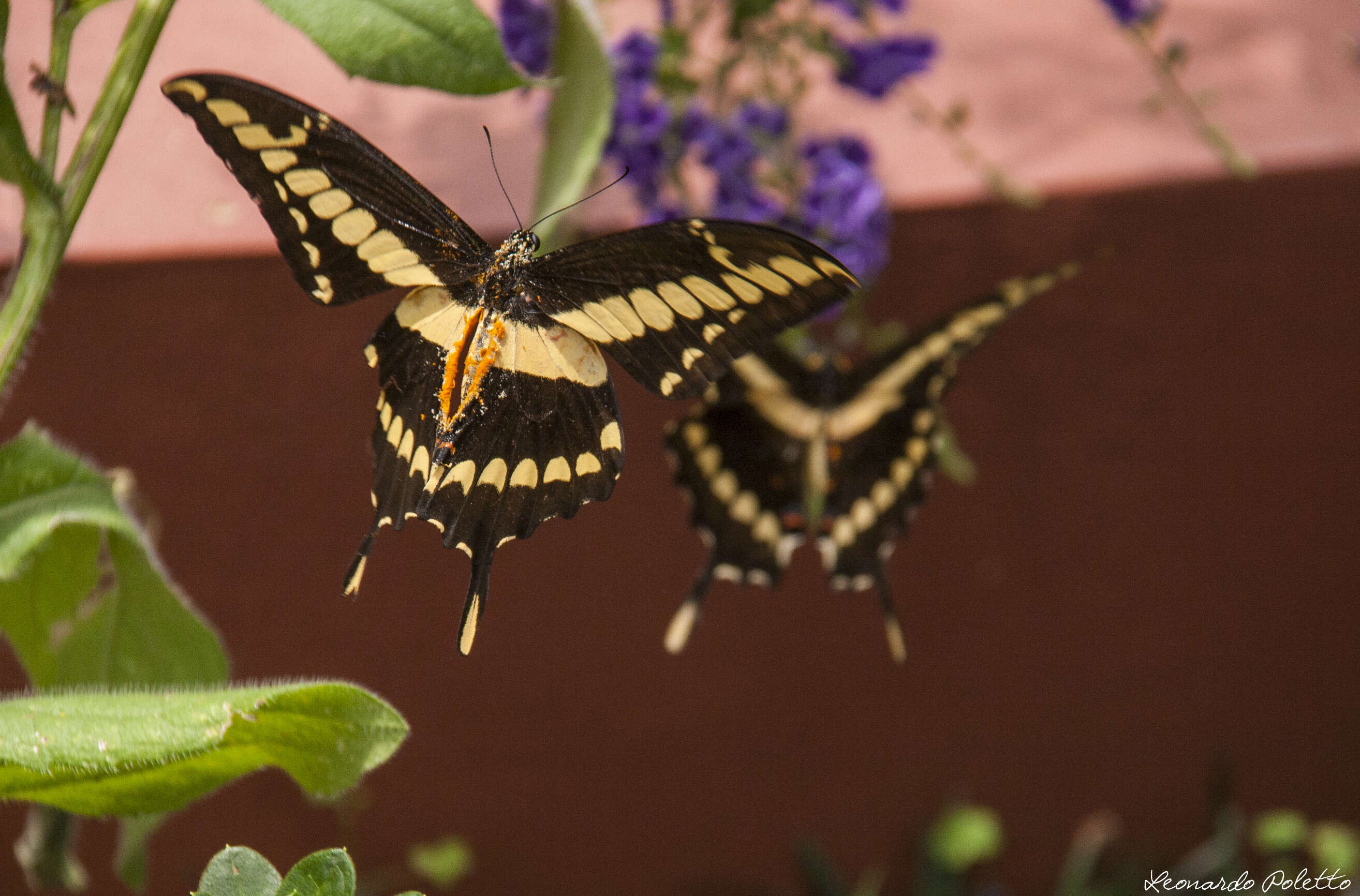 Image of Eastern Giant Swallowtail