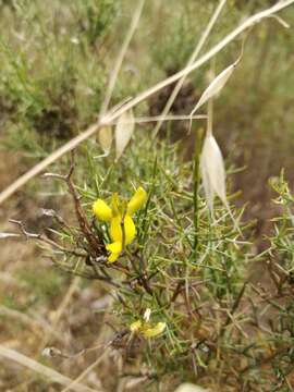 Image of Ulex genistoides Brot.