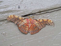 Image of Antheraea larissa (Westwood 1847)