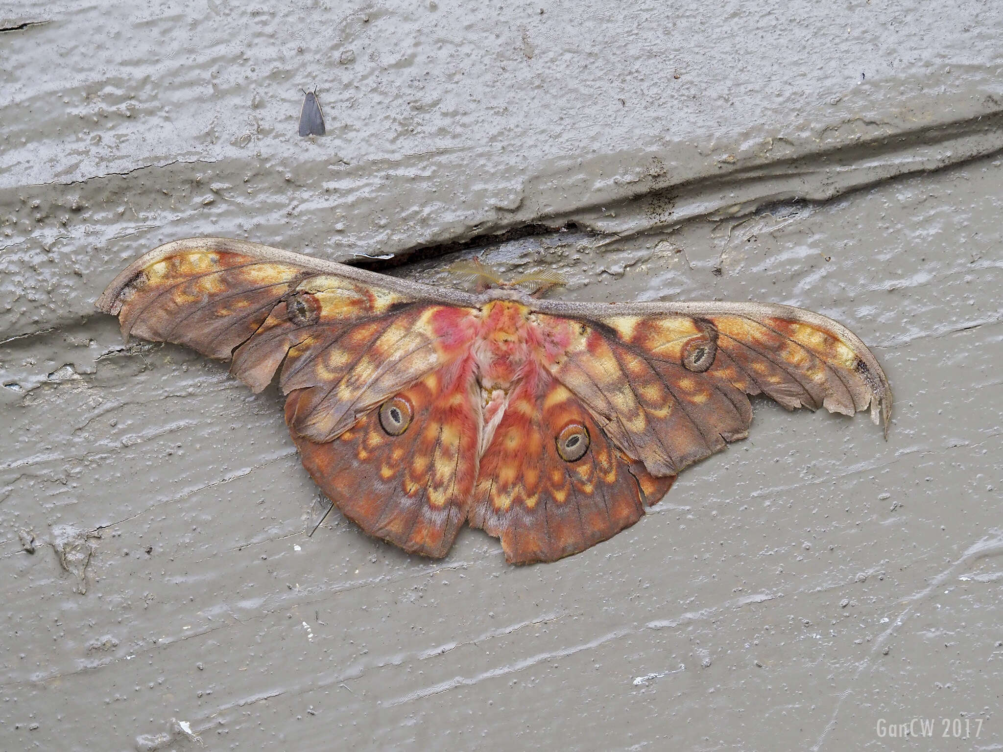 Image of Antheraea larissa (Westwood 1847)