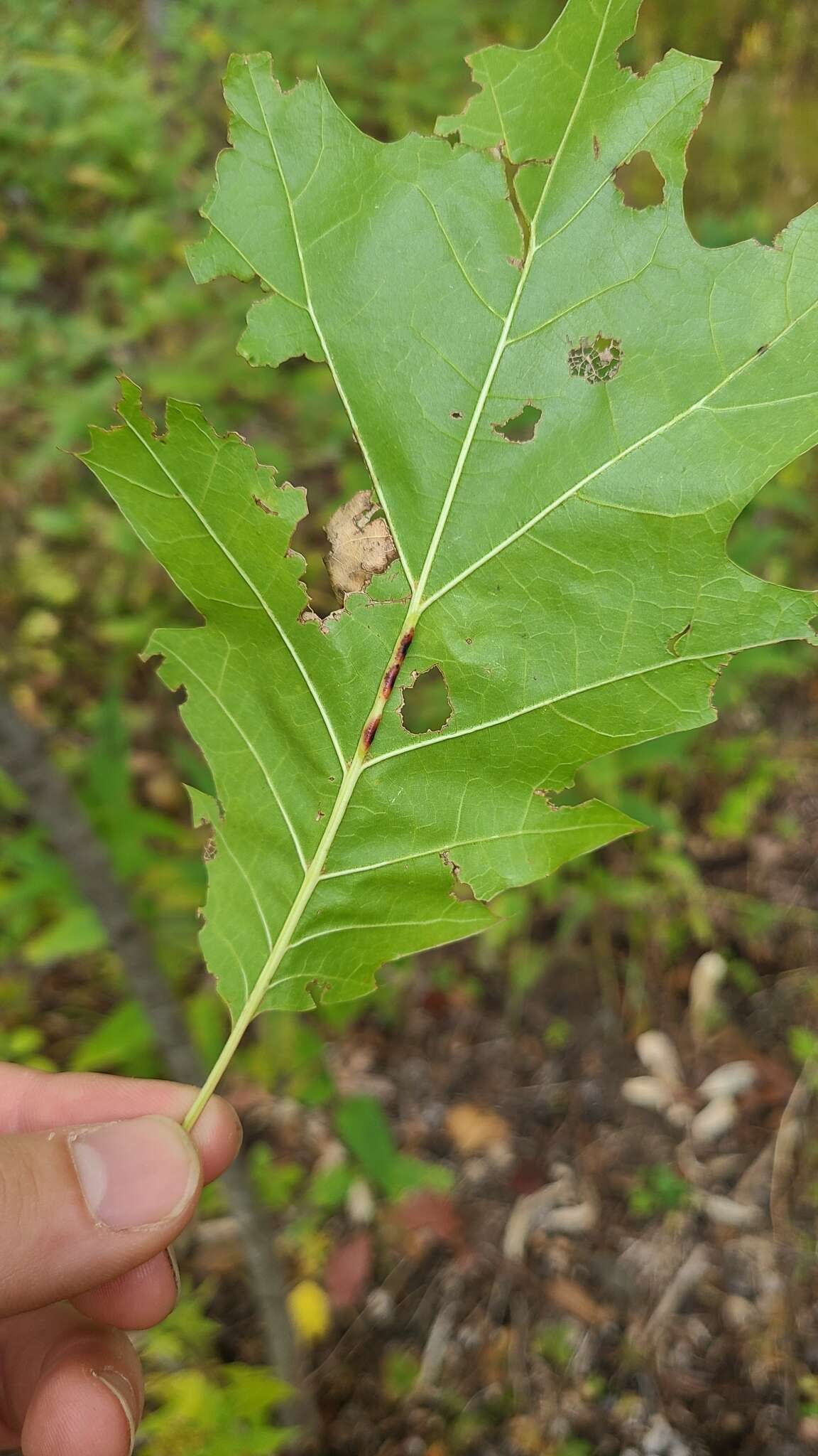 Image of Polystepha americana (Felt 1908)