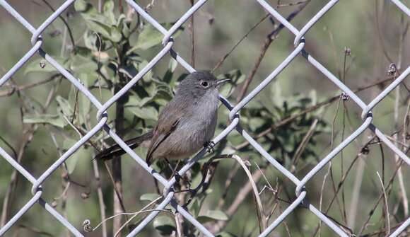 Image of Coastal California gnatcatcher