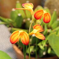 Image de Masdevallia ignea Rchb. fil.