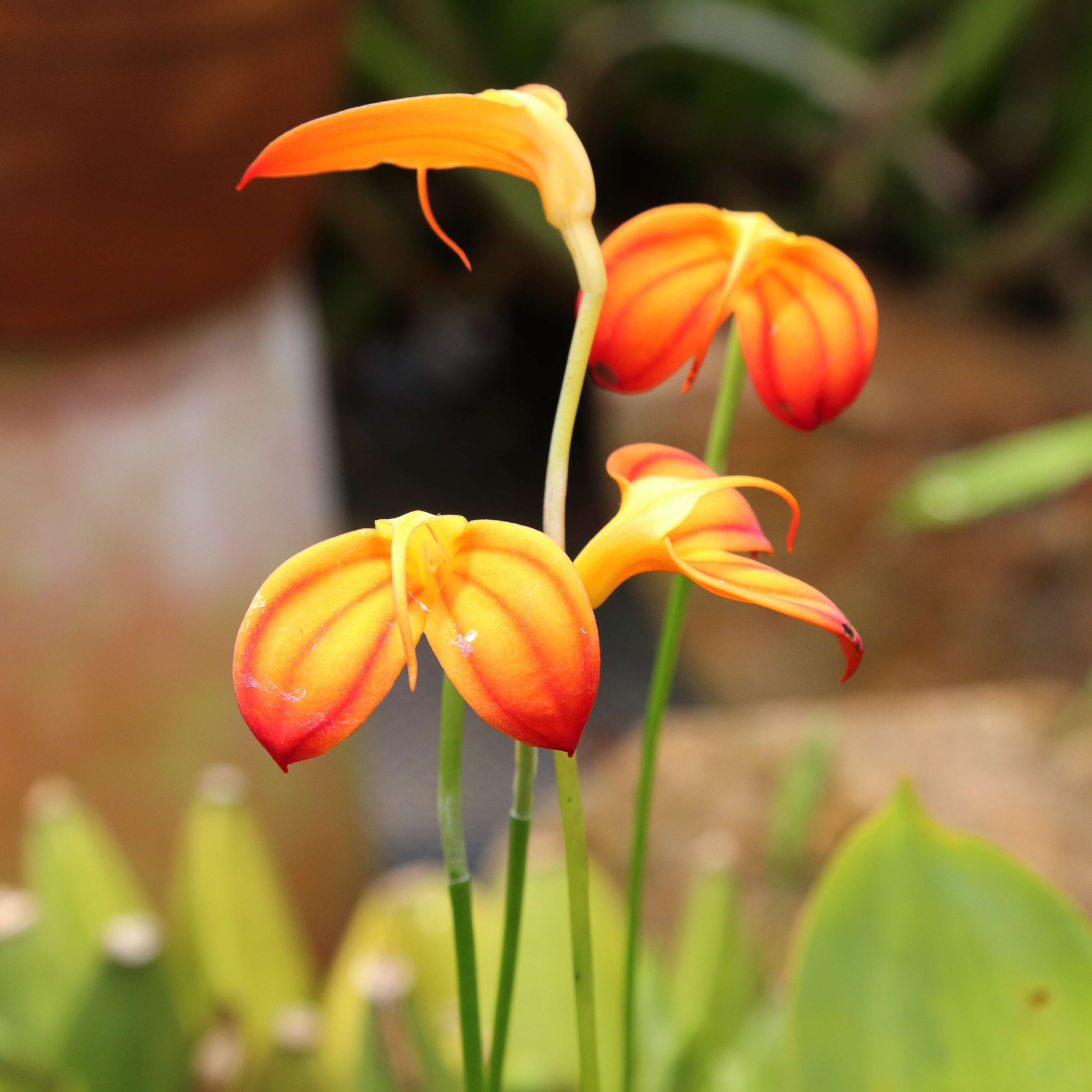 Image de Masdevallia ignea Rchb. fil.