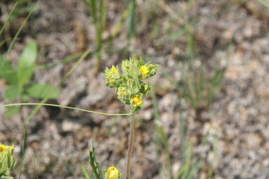 Image of <i>Potentilla lasiodonta</i>