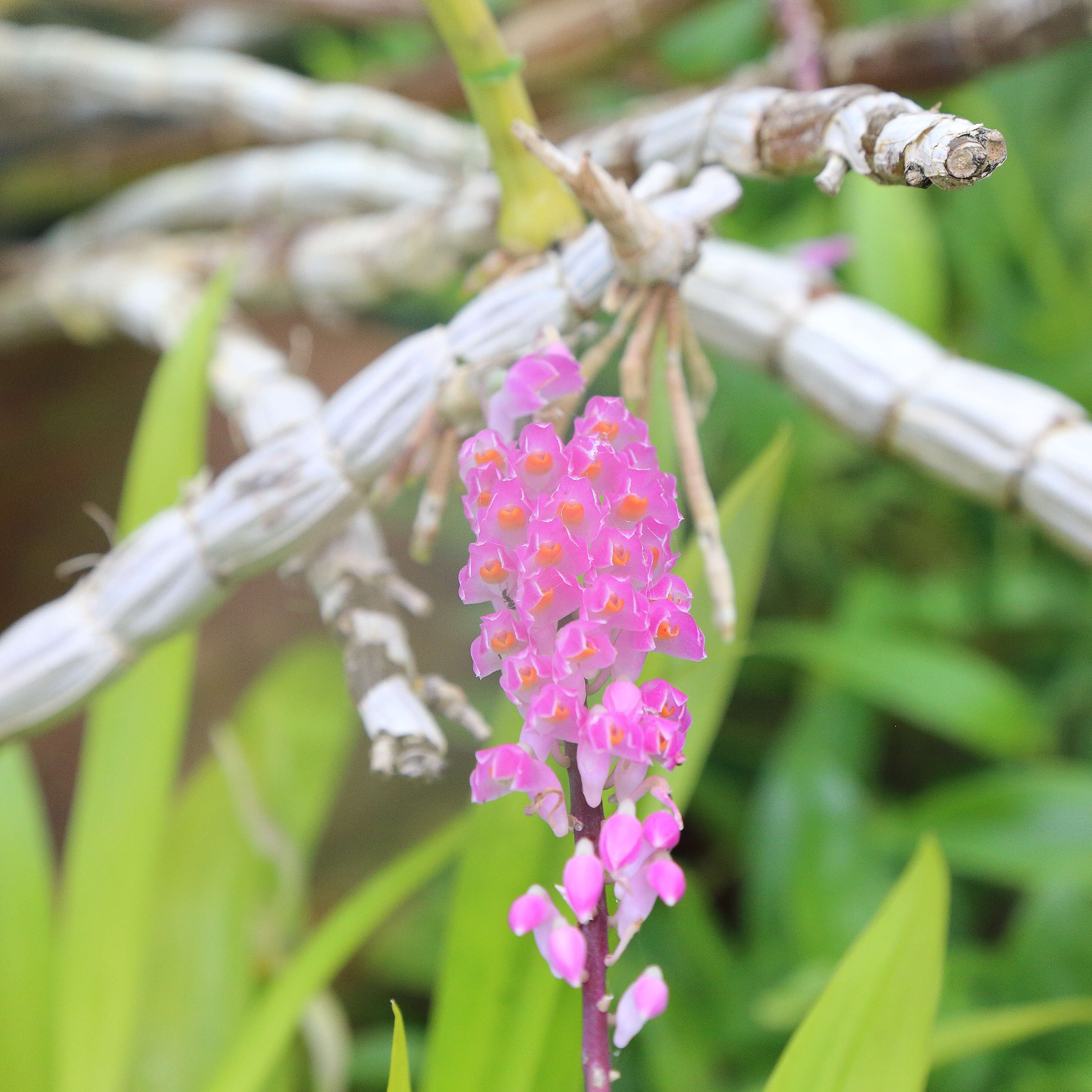 Sivun Dendrobium secundum (Blume) Lindl. ex Wall. kuva