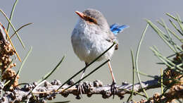 Image of Splendid Fairywren