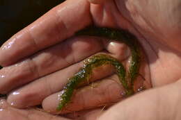 Image of Alternate Water-milfoil