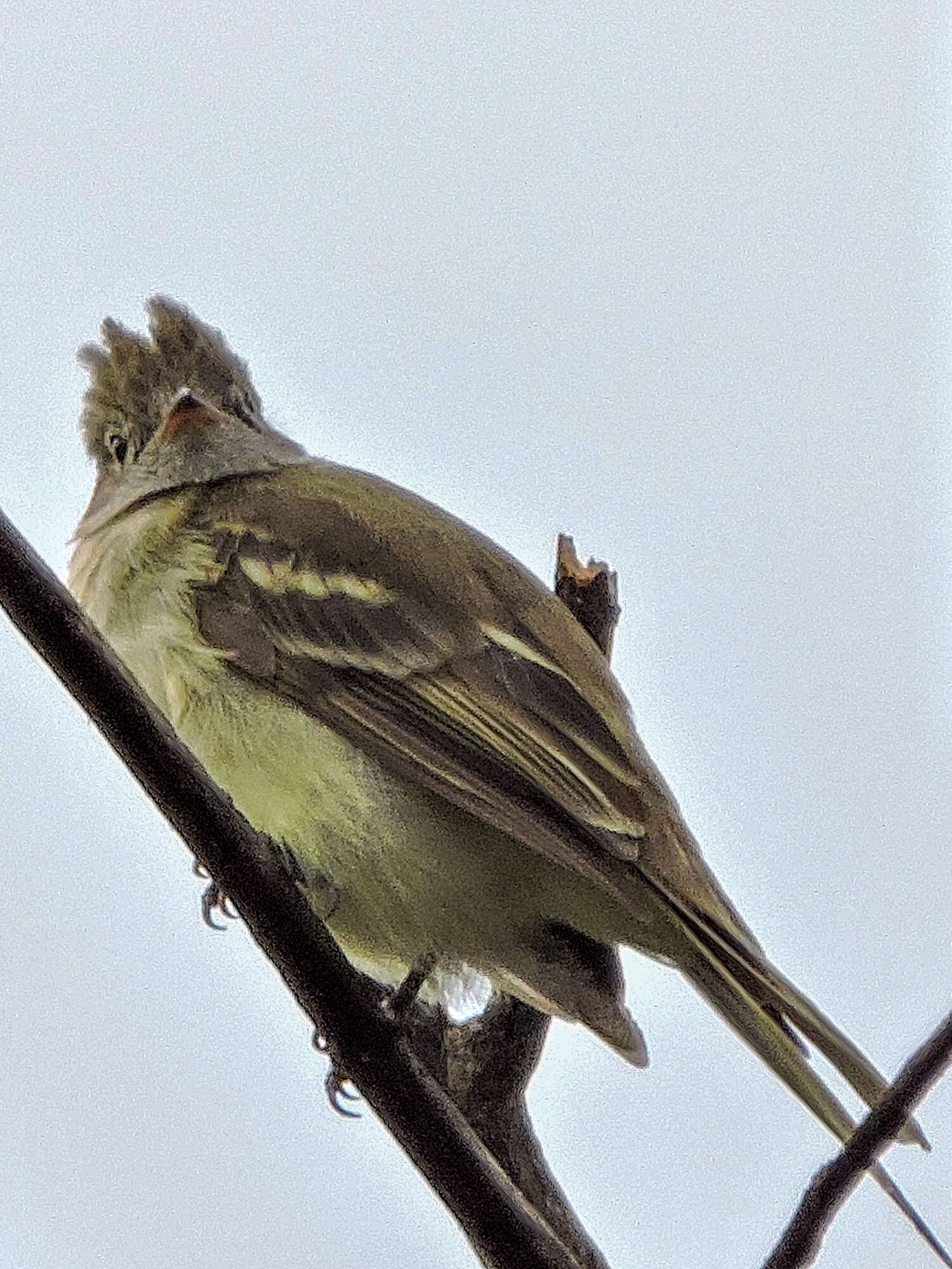 Image of Yellow-bellied Elaenia