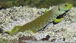 Image of Ocellated Lizard