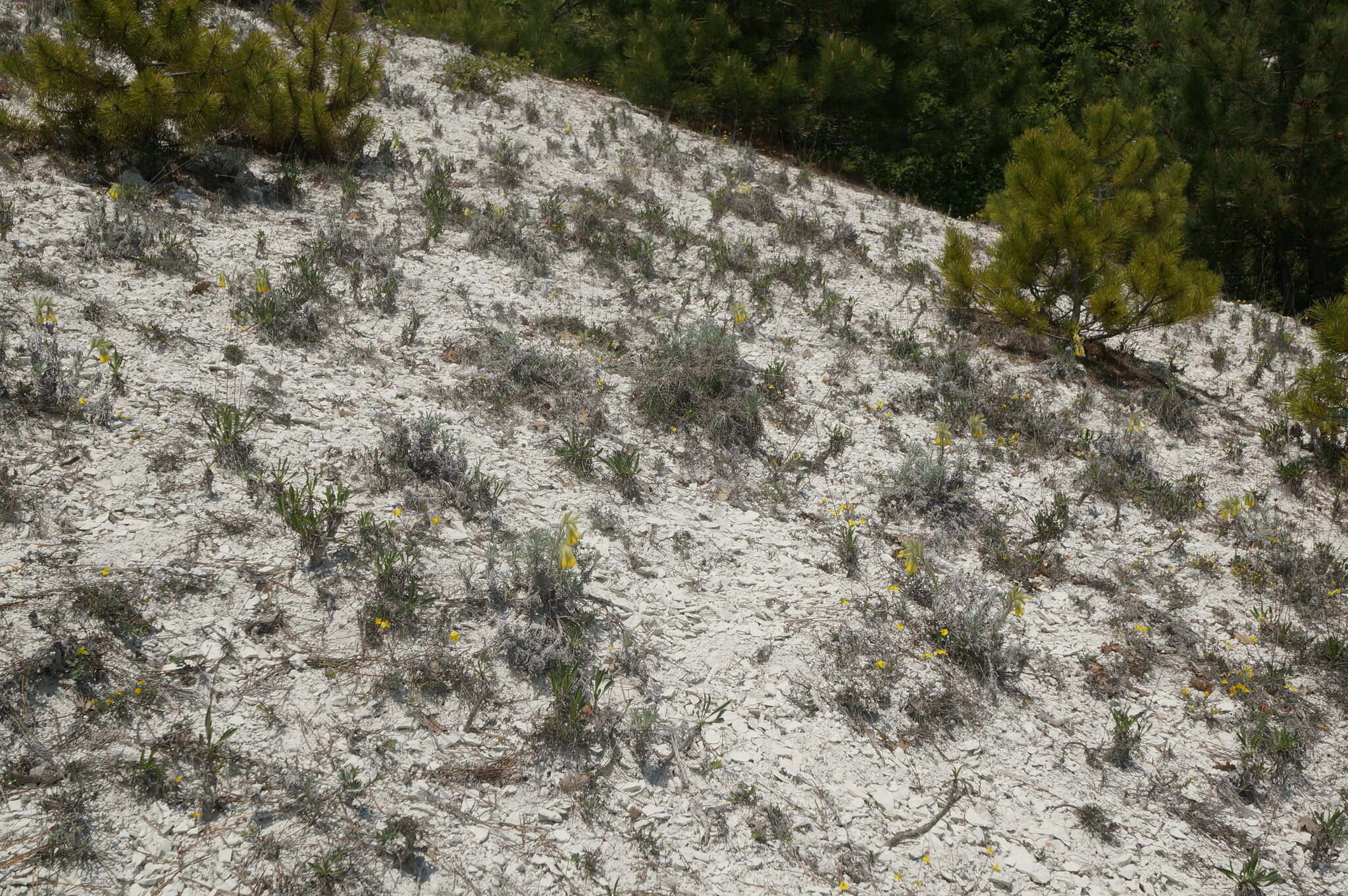 Image de Ptilostemon echinocephalus (Willd.) Greuter