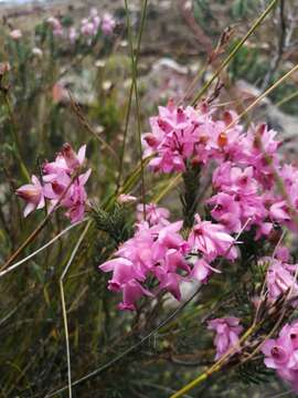 Image of Erica eugenea Dulfer