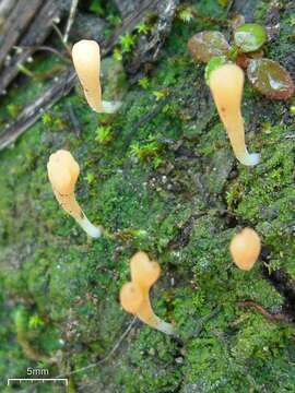 Multiclavula vernalis (Schwein.) R. H. Petersen 1967 resmi