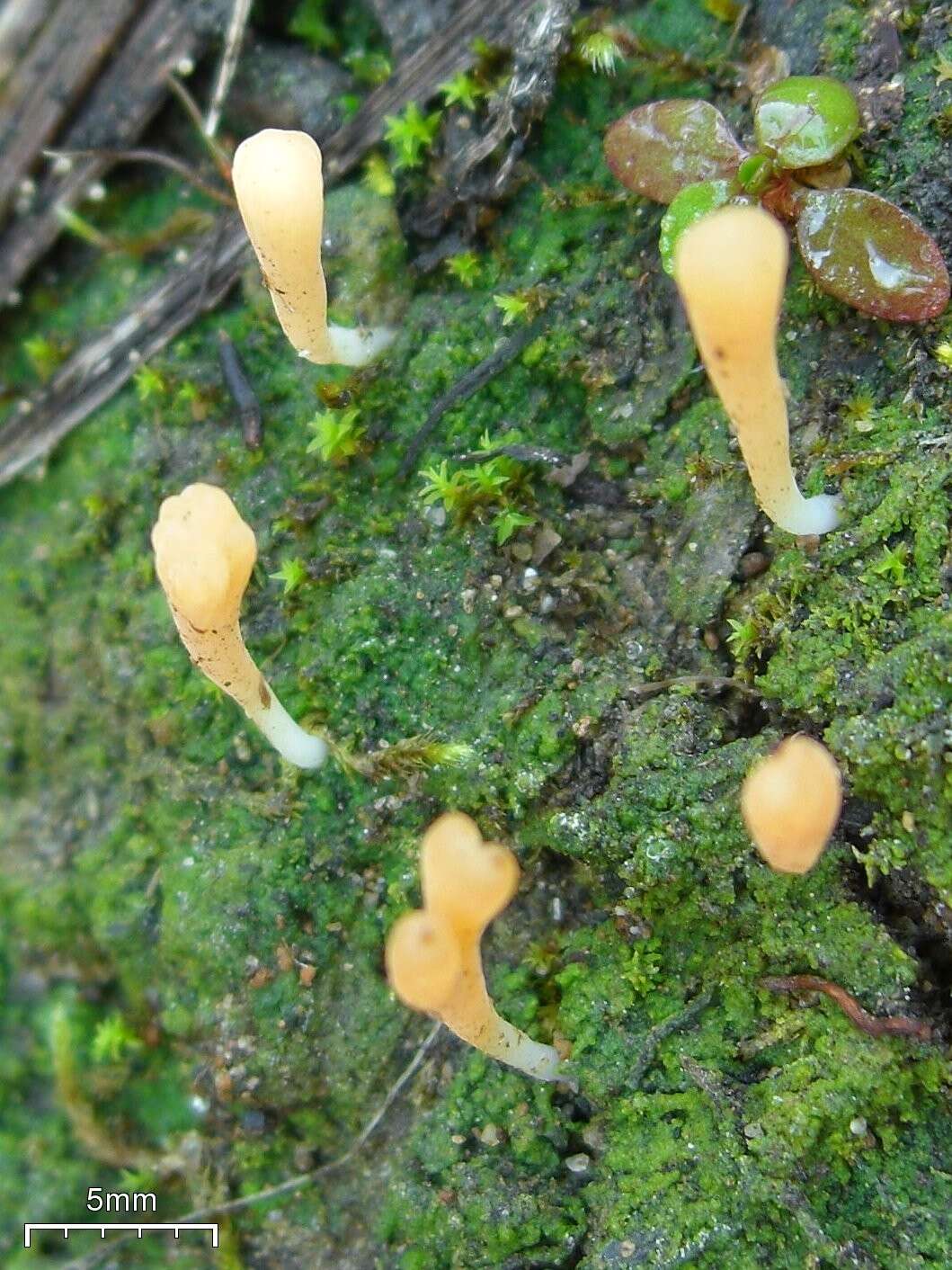 Image de Multiclavula vernalis (Schwein.) R. H. Petersen 1967