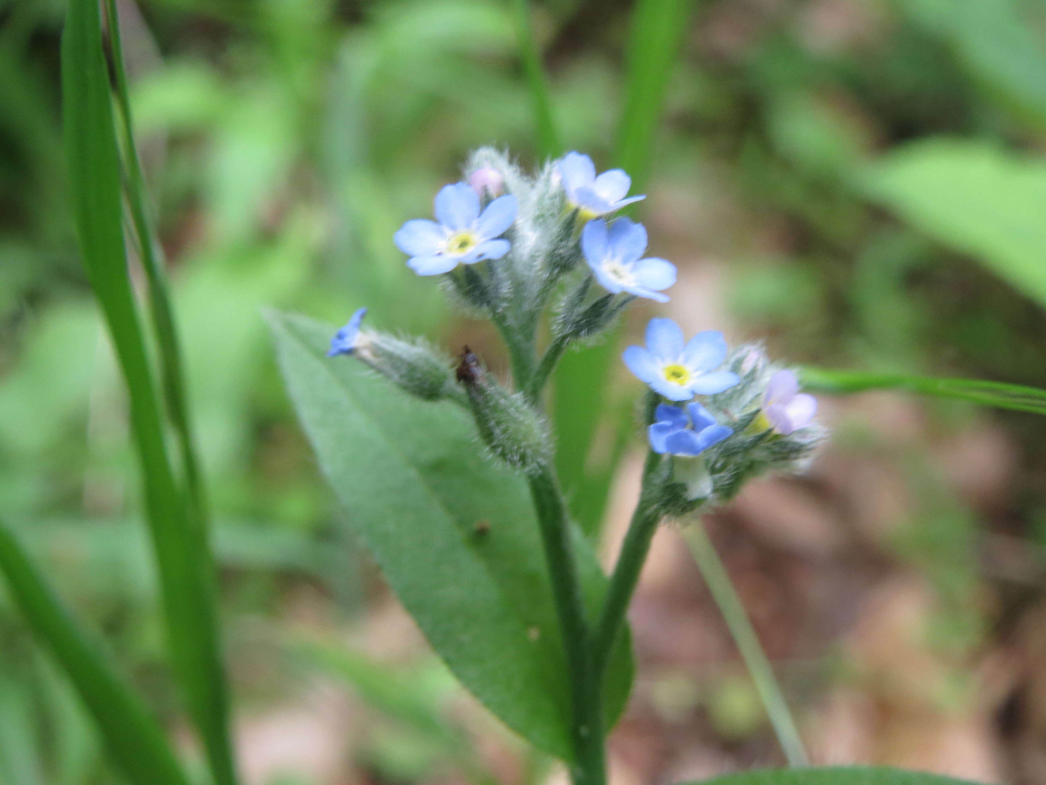 Image of field forget-me-not