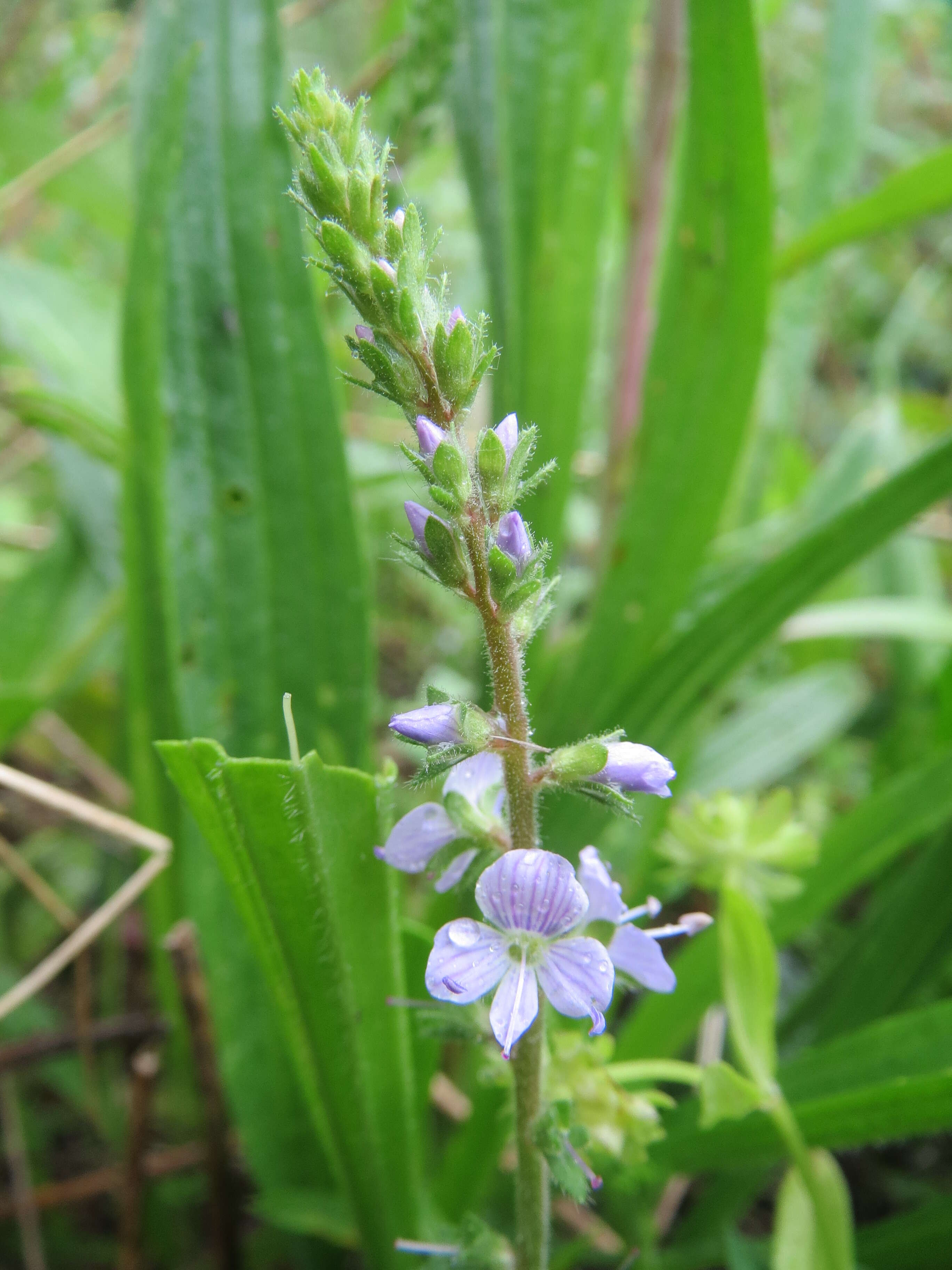 Image of Health Speedwell