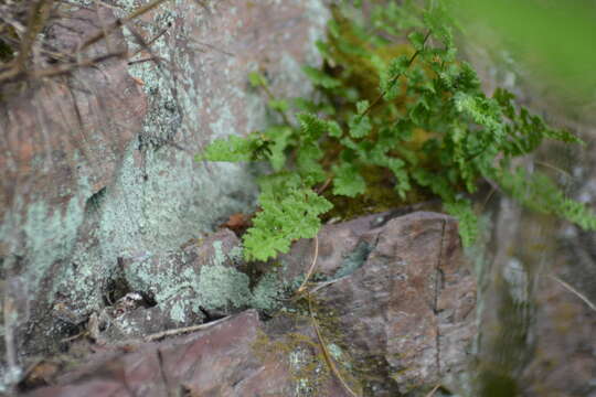 Imagem de Woodsia alpina (Bolton) Gray