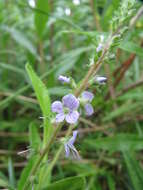 Image of Health Speedwell