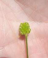 Image of hairy buttercup