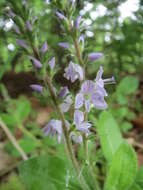 Image of Health Speedwell