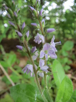 Image of Health Speedwell