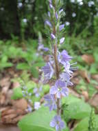 Image of Health Speedwell