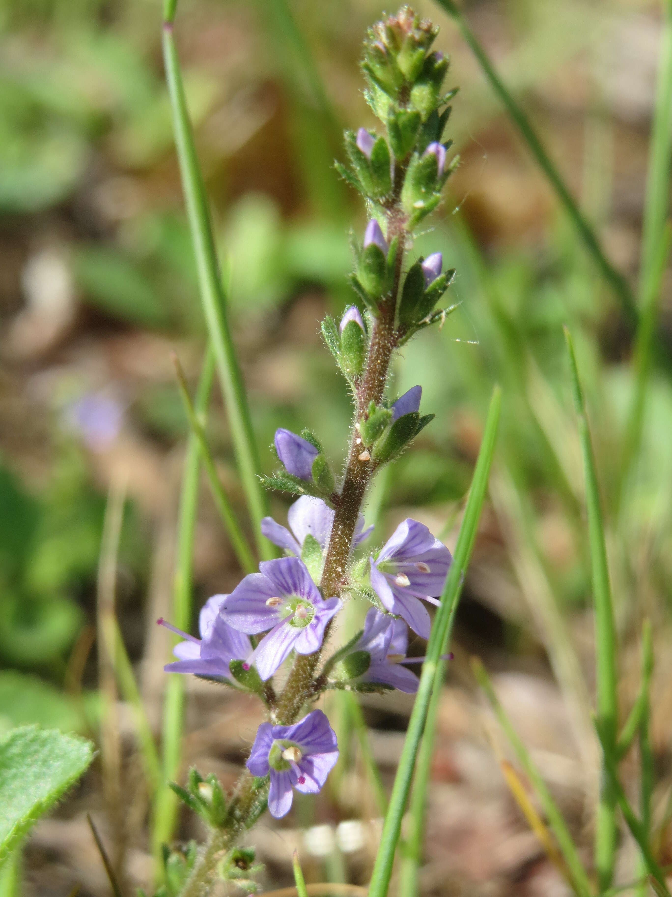 Image of Health Speedwell