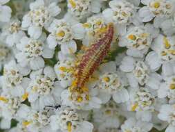 Sivun Chrysoperla lucasina (Lacroix 1912) kuva