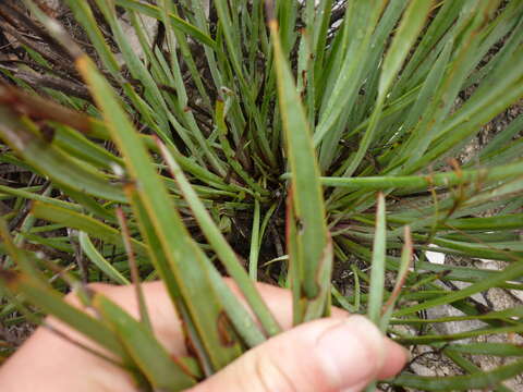 Image of Protea intonsa Rourke