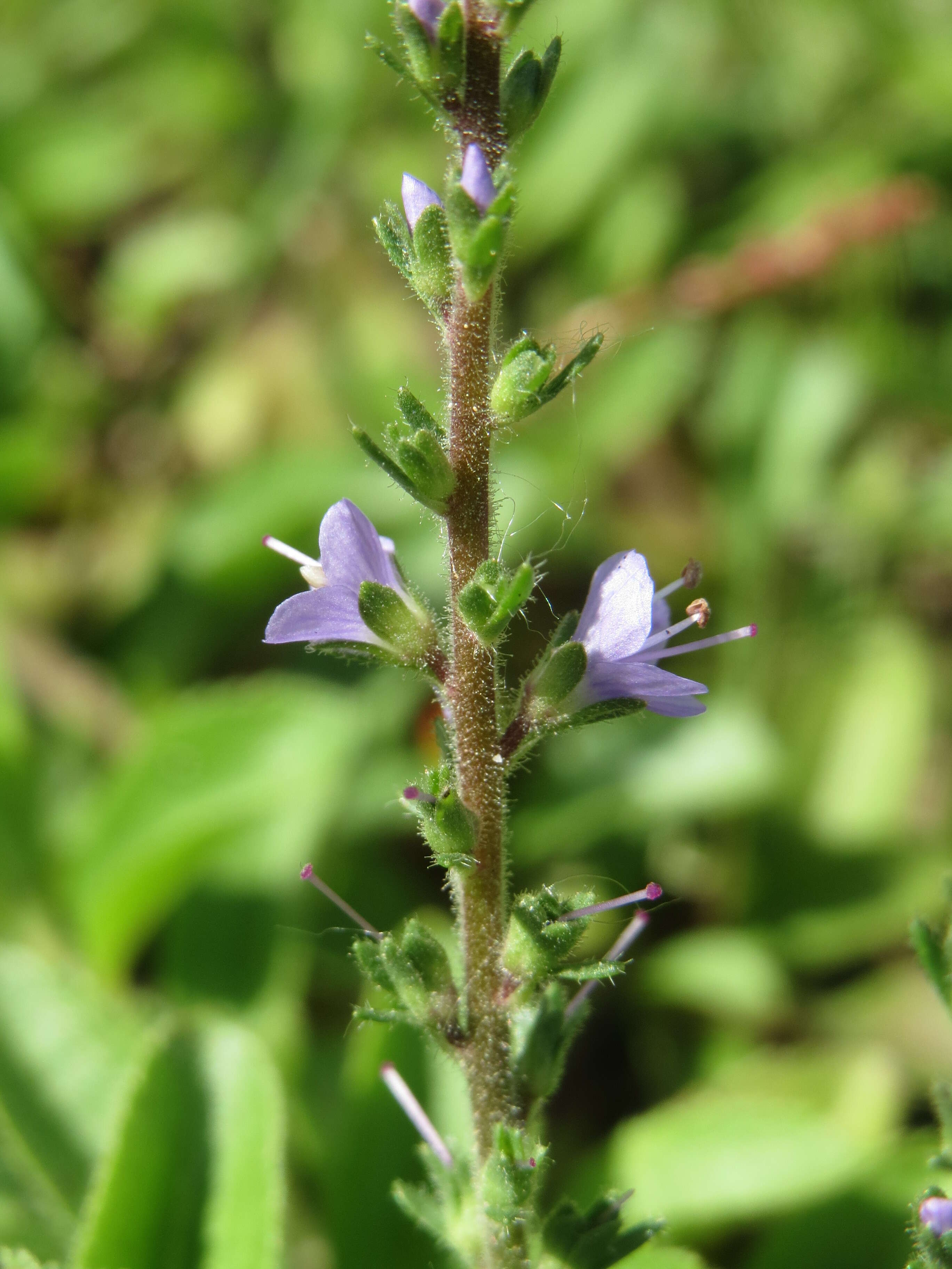 Image of Health Speedwell