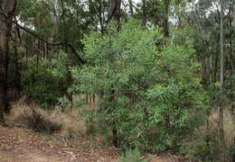 Image of Hakea salicifolia subsp. salicifolia