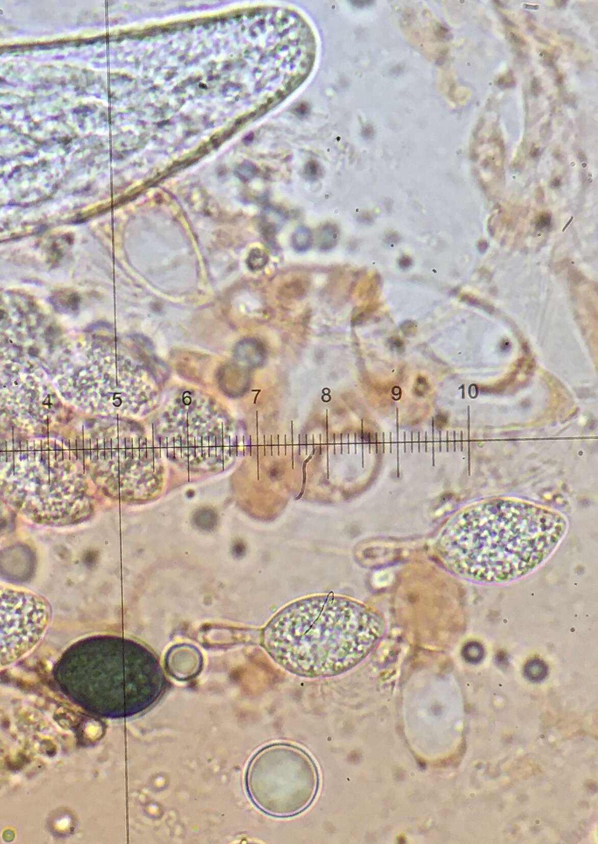 Image of Podospora setosa (G. Winter) Niessl 1883