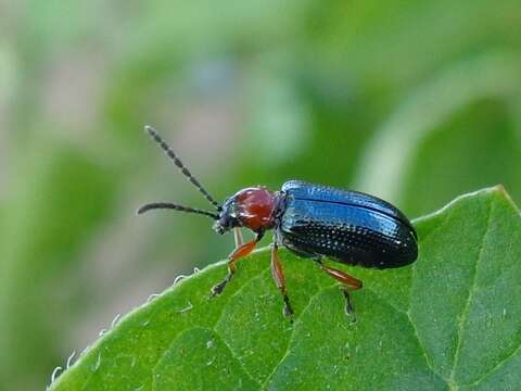 Image of Cereal leaf beetle