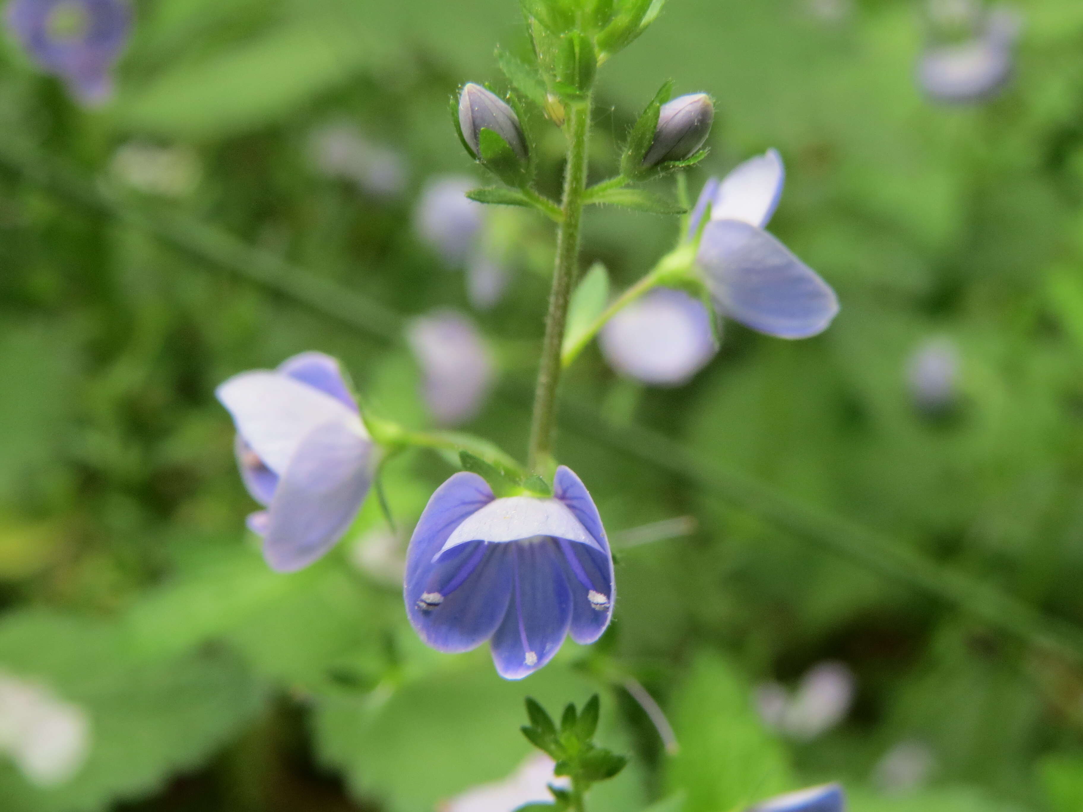 Image of bird's-eye speedwell