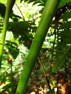 Asterostigma resmi