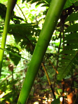 Asterostigma tweedieanum Schott resmi