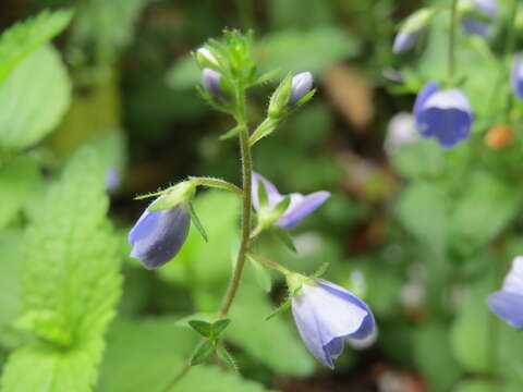 Image of bird's-eye speedwell