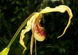 Image de Phragmipedium caudatum (Lindl.) Rolfe