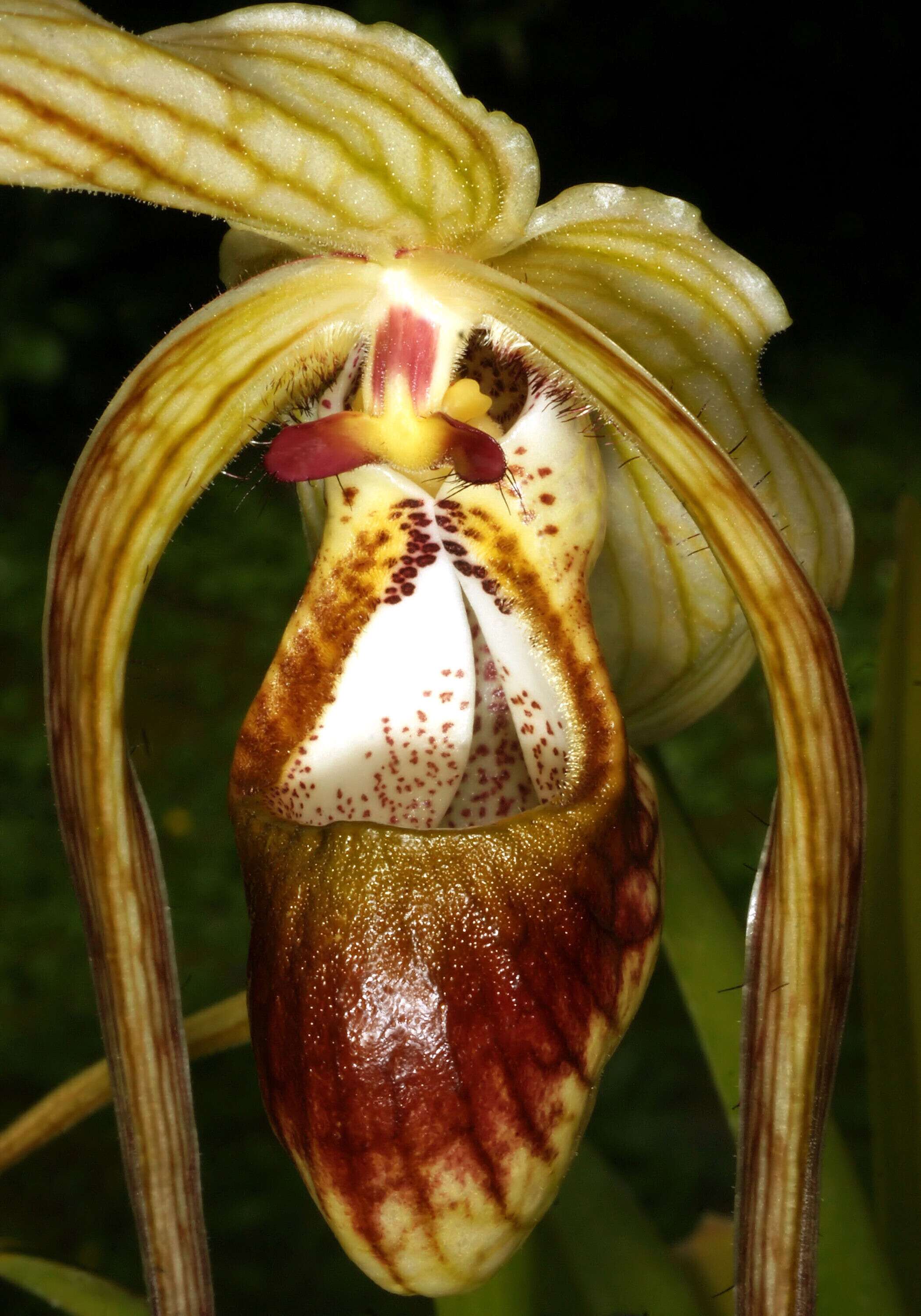 Image de Phragmipedium caudatum (Lindl.) Rolfe