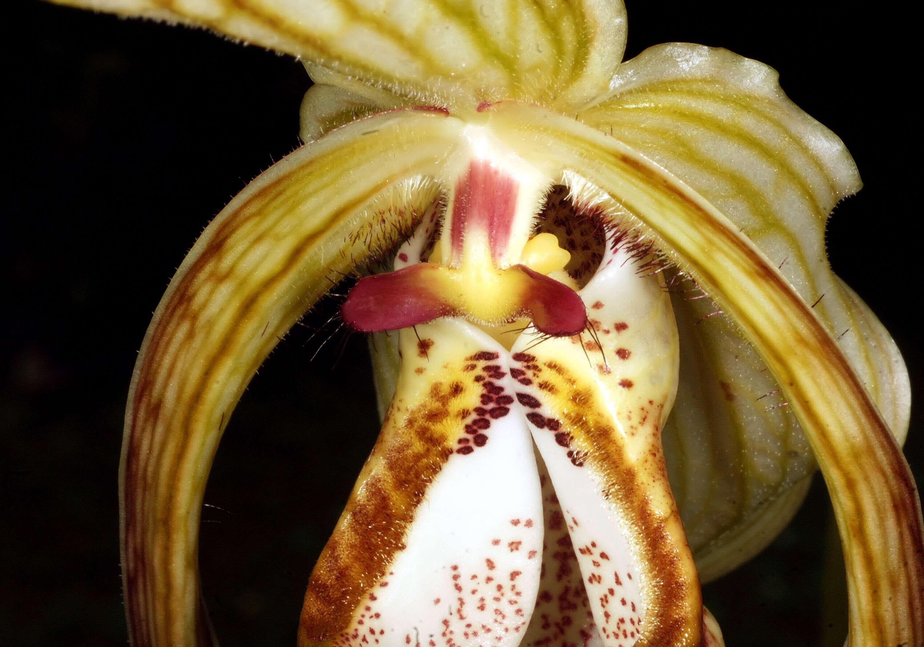 Image de Phragmipedium caudatum (Lindl.) Rolfe