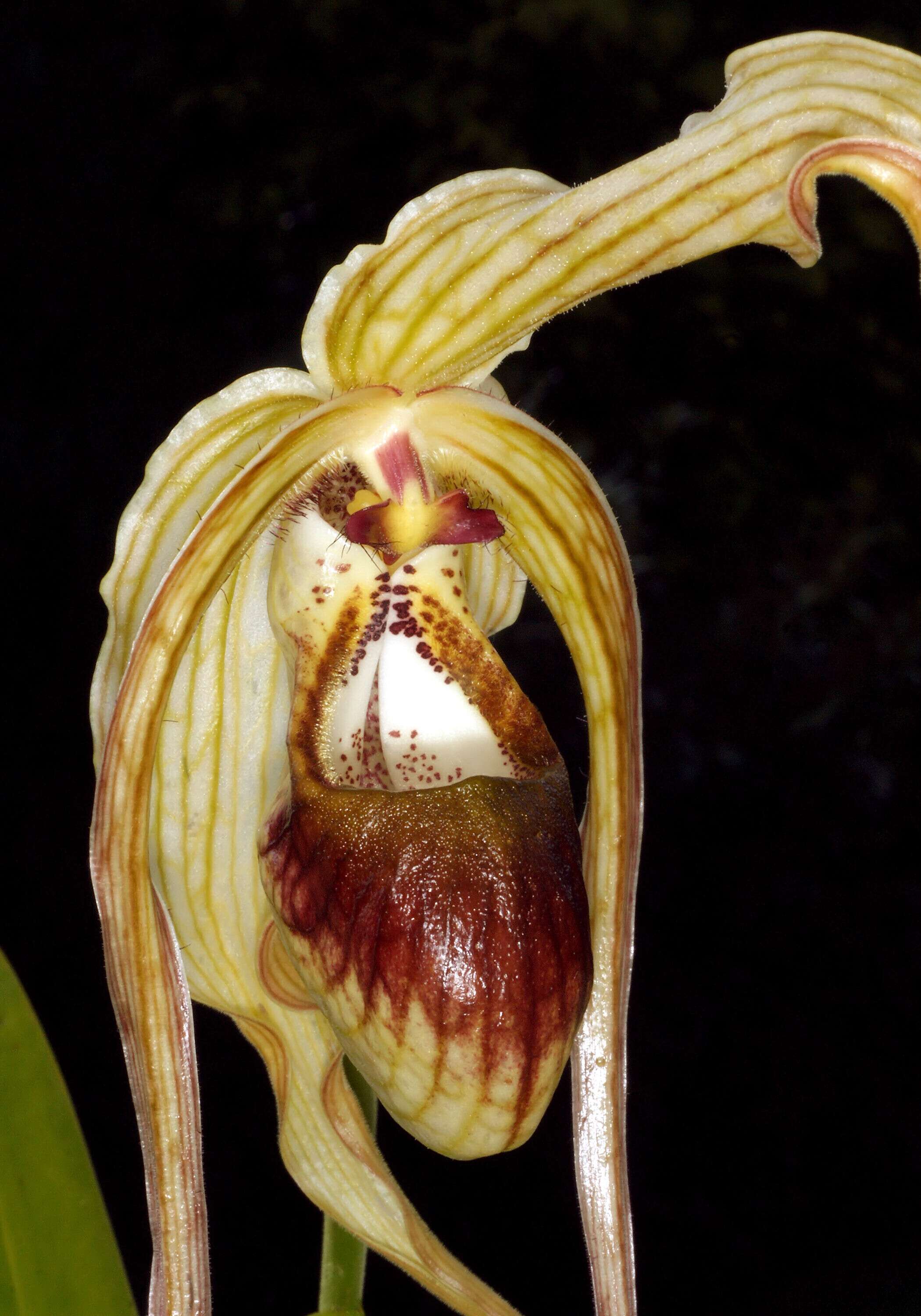 Image of Mandarin orchid
